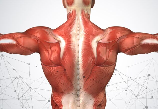 آلام العضلات على طول العمود الفقري